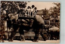 Zürich Elefantenreiten Zoo 1932 Foto AK