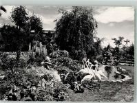 Zürich Flamingos Zoo Foto AK