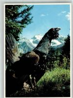 Auerhahn Fotograf Meerkämper Pro Infirmis Schweiz Foto AK