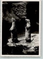 Basel Bâle Fischotter Fotograf Jeck Zoo 1946 Foto AK