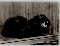 Der schwarze Panther Zoo
