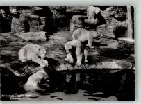 Eisbären Zoo