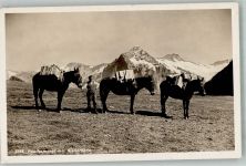 Faulhorn Faulhornpost Maultiere Wetterhorn Motiv Schweiz Foto AK