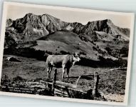 Bern Berne Partie beim Ottenlene-Bad Kuh Motiv Schweiz Foto AK