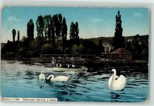 Beinwil am See Gasthaus Hallwyl Schwäne