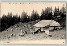 Veytaux 1905 Stall Kuhherde