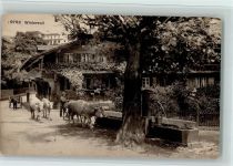 Wilderswil Straßenbild, Quellbrunnen, Viehtränke, gute Erhaltung AK