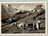 Mürren 1946 Tiergespann auf der Alp bei Mürren AK