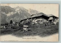 Sörenberg 1909 Alphütte Schwand mit Kühen - Verlag Synnberg Nr. 52 AK