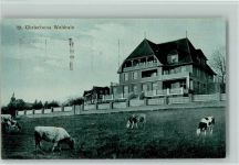 St Chrischona - Waldrain Kühe