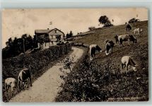 Hörnli ZH Hörnli-Kulm Kühe