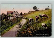 Hörnli ZH Hörnli-Kulm Kühe