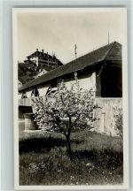 Andelfingen Baumblüte