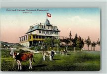 Pfannenstiel Hotel Kurhaus Hochwacht Kühe