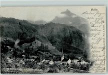 Mollis 1904