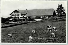 Untergrenchenberg - Berghaus Untergrenchenberg Kühe