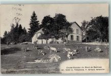 Baulmes 1910 Chalet Pension du Mont de Baulmes Kühe