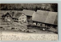 Wald ZH 1901 Gasthaus Pooalp Kühe
