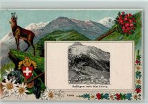 Splügen Passepartout Jagd Gämse Edelweiss