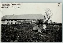 Reconvilier Werdtberg Kühe