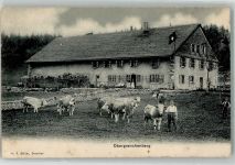 Grenchen 1907 Kühe Bauernhof Obergrenchenberg