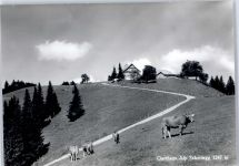 Scheidegg Gasthaus Alp Scheidegg, Kuh