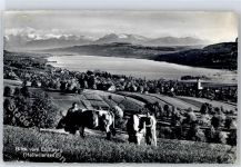 Seengen Hallwilersee, Kühe, Kirche