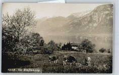 8880 Walenstadt - Kuhweide