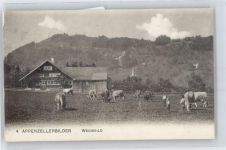 Appenzell Weide, Kühe