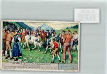 Kühe kämpfen- Ereignis , Sammelbild Liebig
