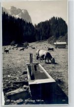 Scheidegg Tränke Kühe
