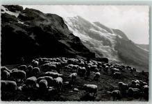 Kandersteg Bei den Schafen auf Oeschingen Schafläger mit Doldenhörner