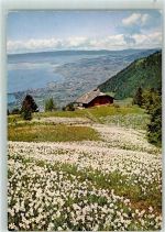 Caux Narzissenfeld