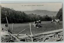 Les Brenets Montagnes du Doub Kuhherde