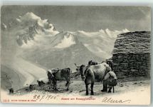 Pontresina 1905 Kühe Alphirt Roseggletscher