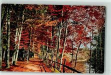 3000 Bern Berne - Dählhölzli im Herbst Waldweg