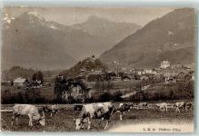 Château-d´Oex 1911 Kuhherde