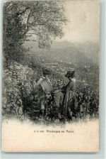 Vendanges en Valais