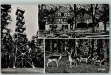 Winterthur Aussichtsturm Rotwild im Wildpark Bruderhaus