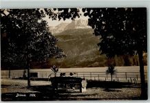 Brienz BE Ufer Bank Palme