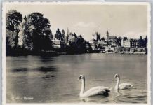 Thun See Kirche Schwan