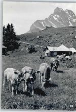 Braunwald Berg Kuh