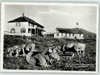 Hundwil Gasthaus Hundwillerhöhe Kühe