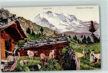 Wengen Alphütte bei Wengen Jungfrau Bäurin Kühe