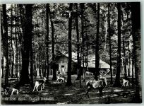 Bern G 2256 Franco Suisse Tierpark Dählhözli