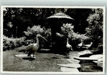 9000 St. Gallen S. Gallo 1955 - Voliere im Stadtpark Pelikan Störche