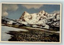 3825 Mürren - Bergfrühling bei Mürren Eiger Mönch