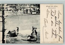 Bern 1906 Bärengraben Bären