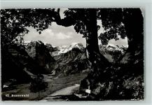 Braunwald Bäume