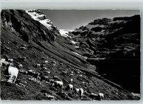 Leukerbad Alp Clavinen weidende Kühe